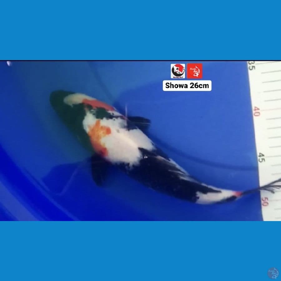 SHOWA 26CM --- CANAYA KOI FARM
