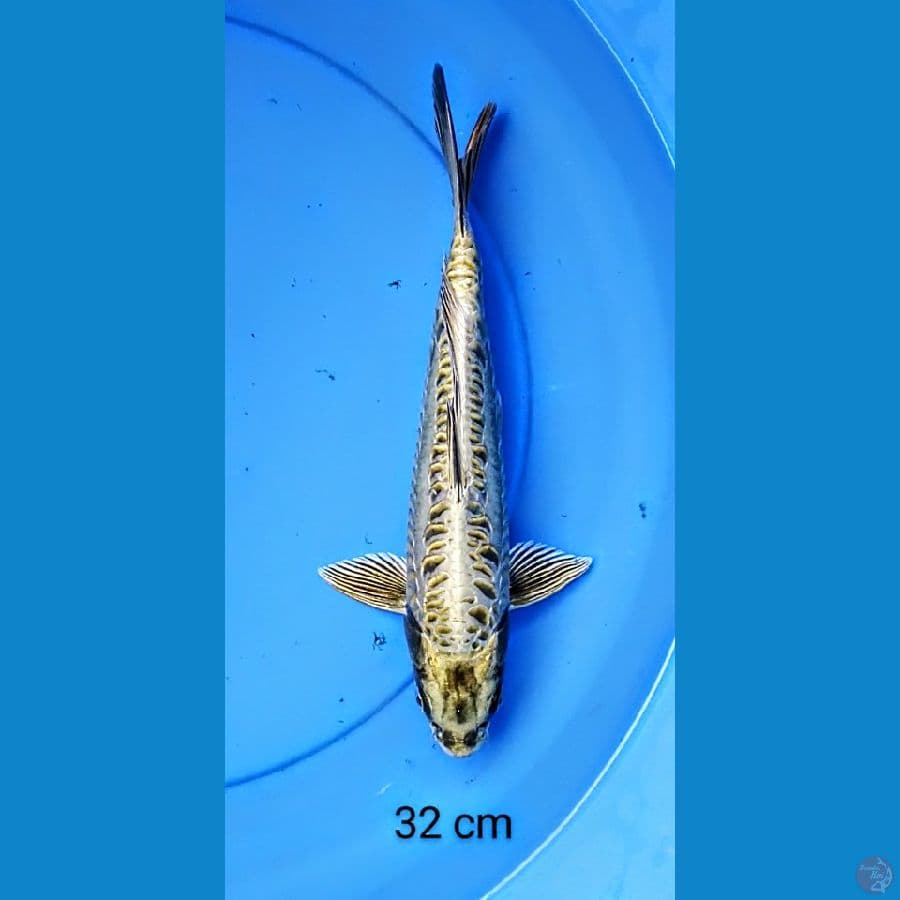 antikan 32 cm