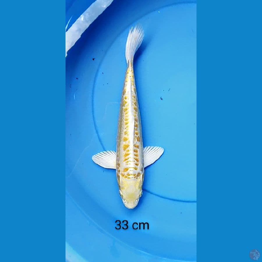 doits 33 cm