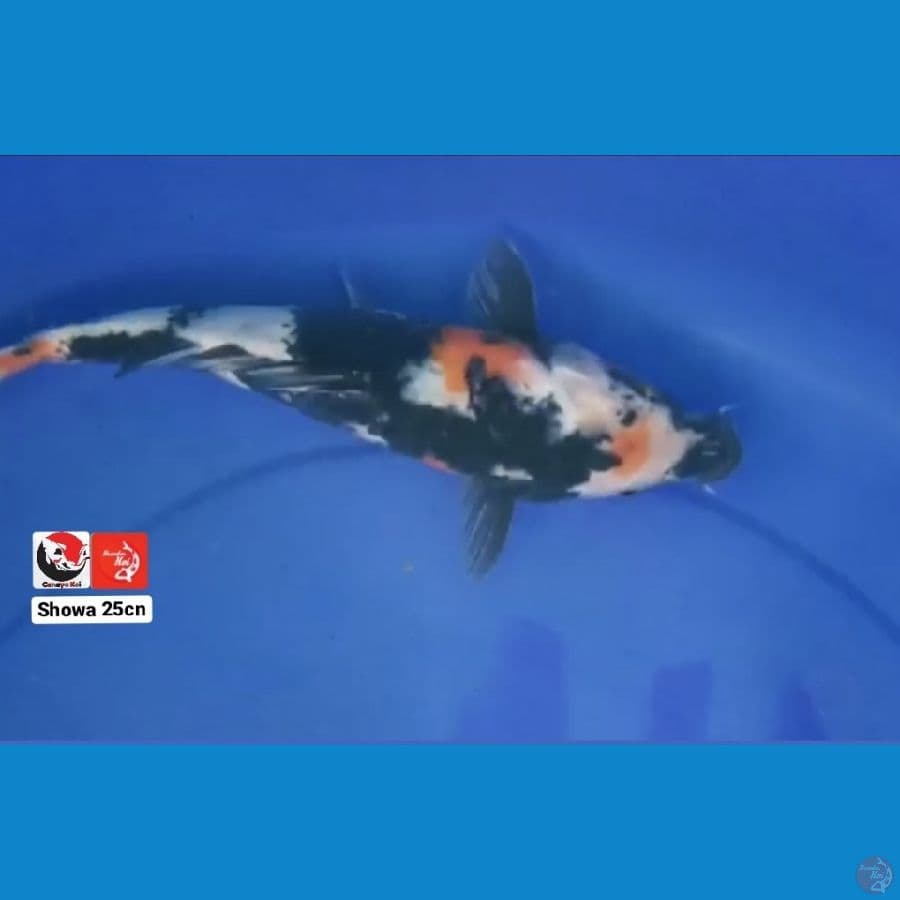 SHOWA 25CM --- CANAYA KOI FARM