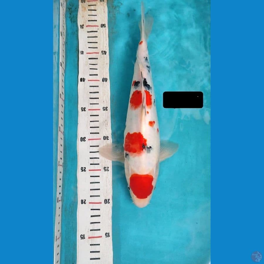 Maruten sanke 32cm Male