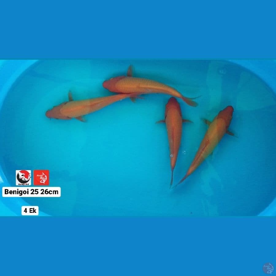 BENIGOI 26CM --- CANAYA KOI FARM