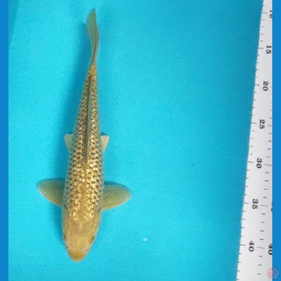 midori ginrin 29cm