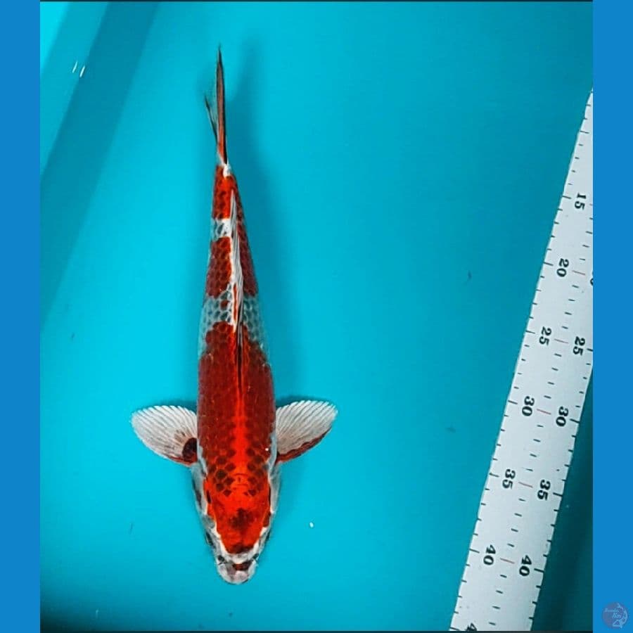 beni ginga 34cm