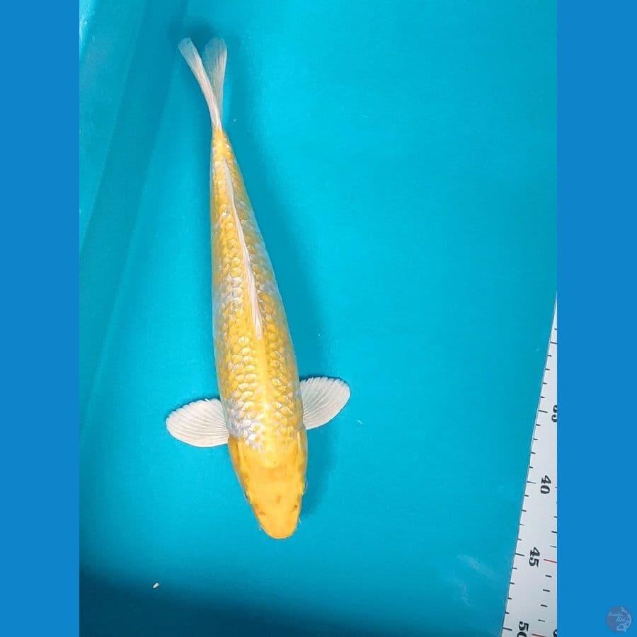hariwake ginrin 35cm male body jos