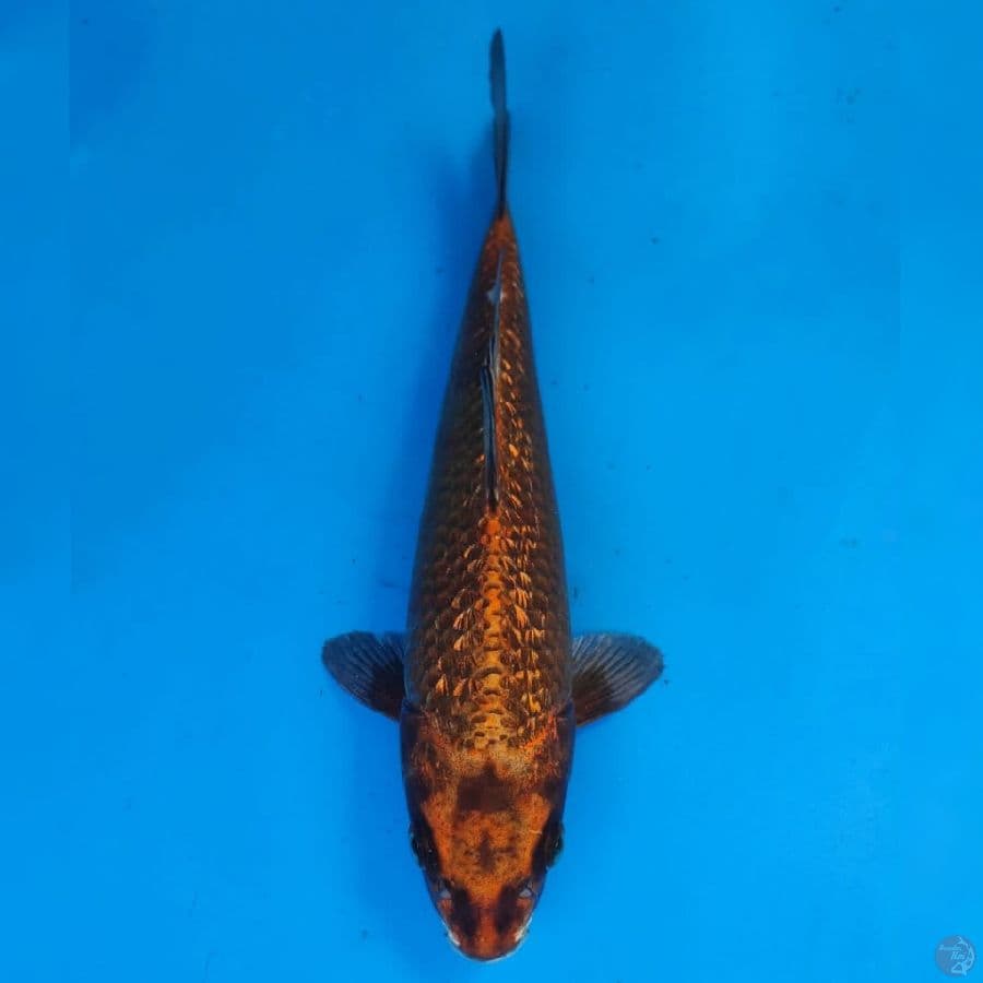 Ogata Nezu Ogon