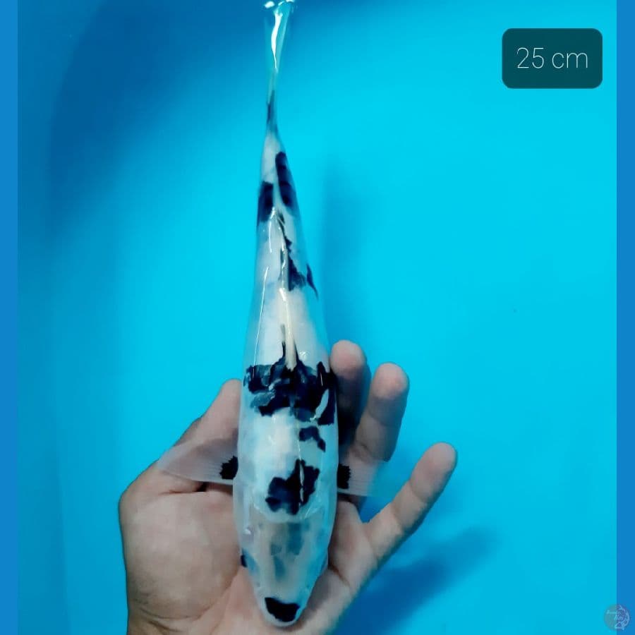 Doitsu 25 cm