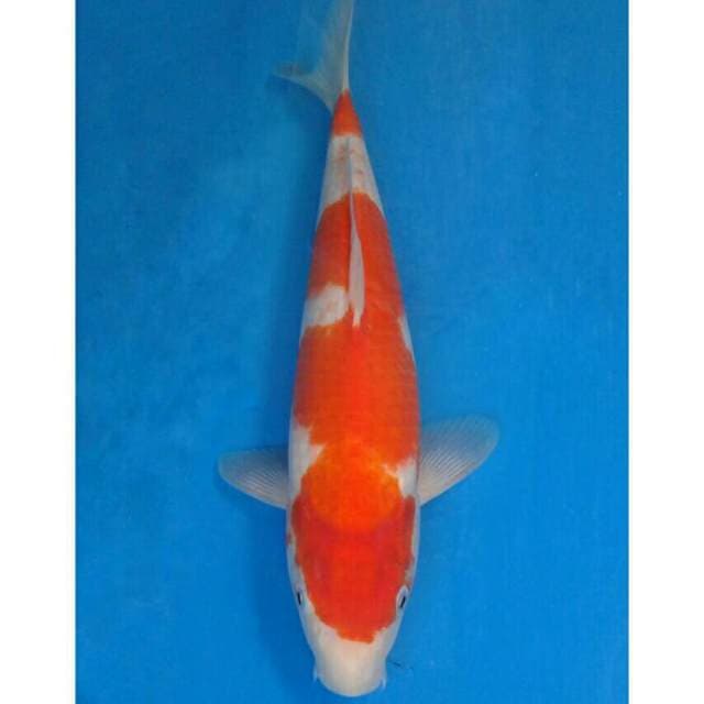 Okawa Kohaku
