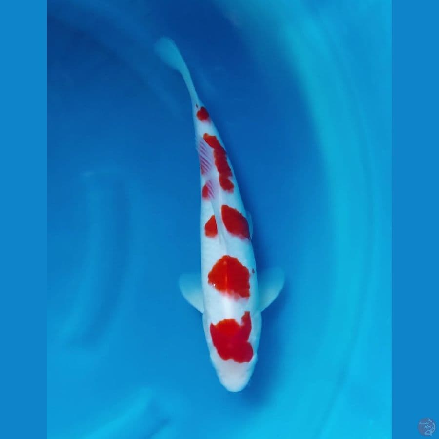 Kohaku 32cm 5 Step Original SQ