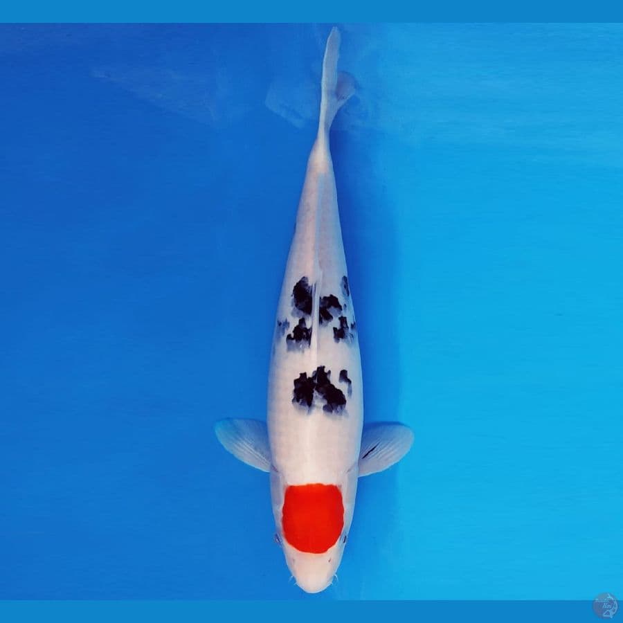 HARUNA 5 - TANCHO SANKE 35 cm/fm ®