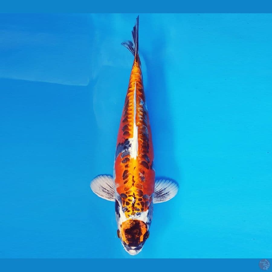 HARUNA 7 - MARUTEN KIKOKURYU 31 cm/fm ®