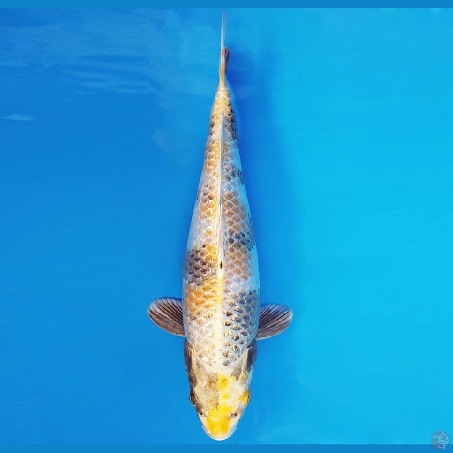 HARUNA 9 - KIN SHOWA BERPUNUK 35 cm/fm ®