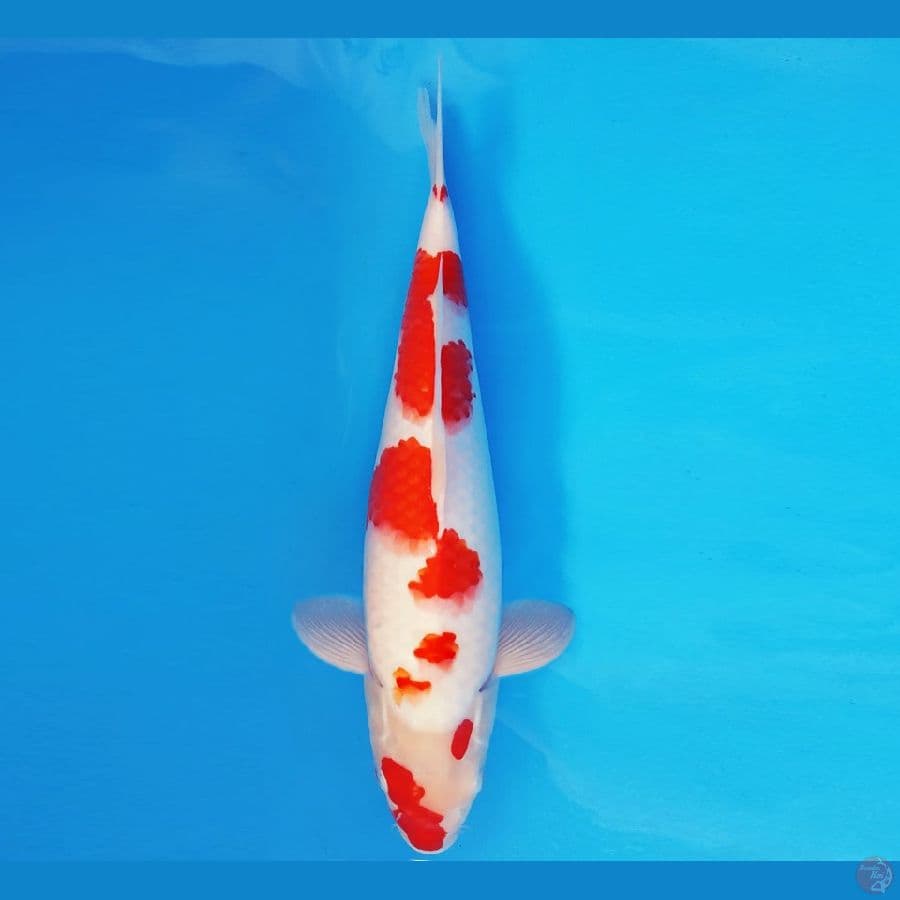 HARUNA 10 - KOHAKU 33 cm/fm ®