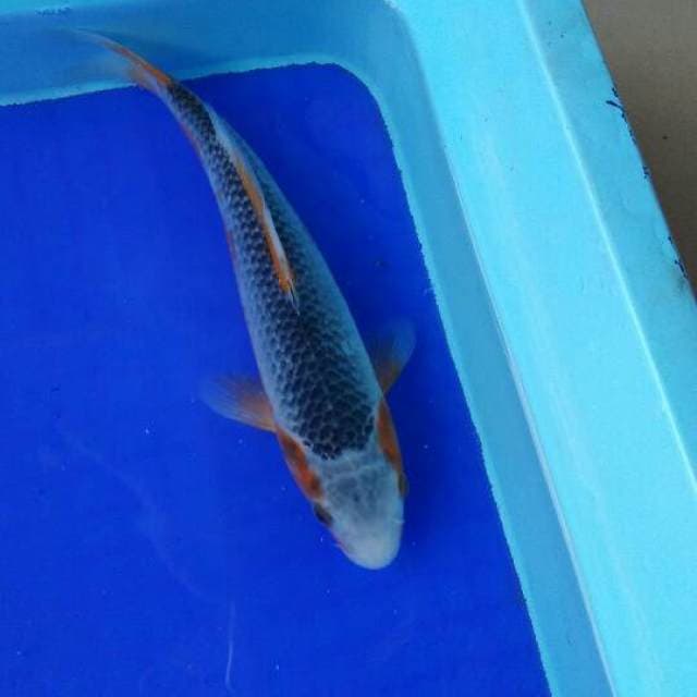 A S A G I 24CM