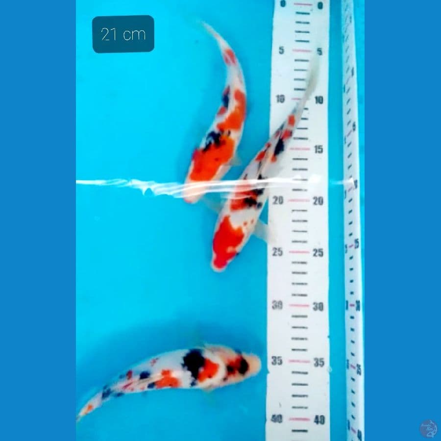 partisipan 21 cm