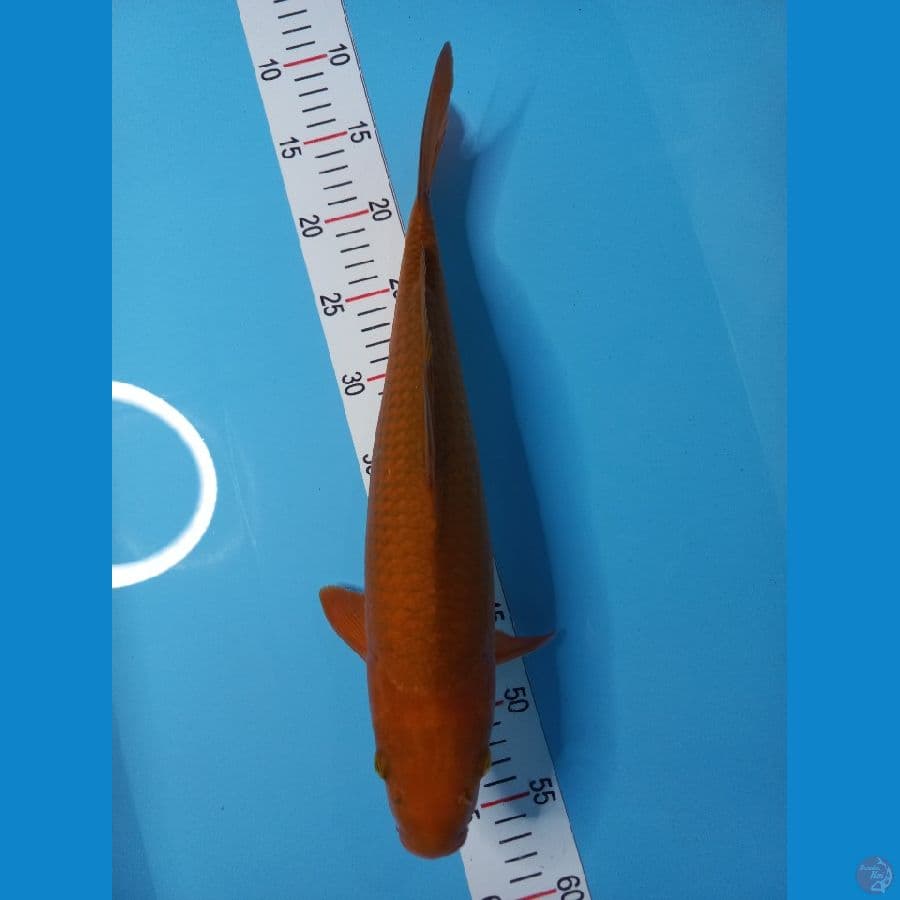 cagoi 41 cm male