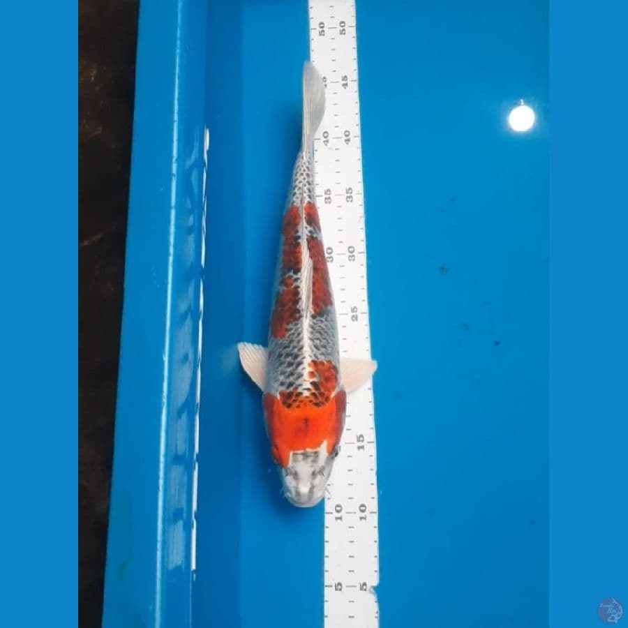 34 cm KUJAKU