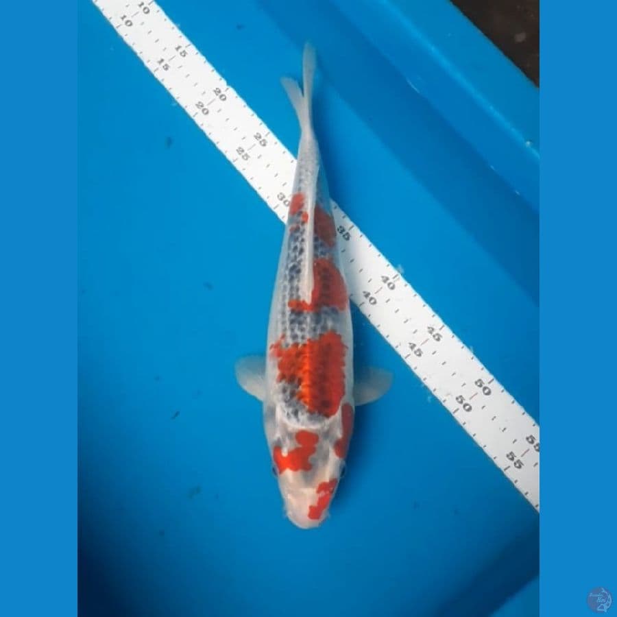 34 cm goshiki