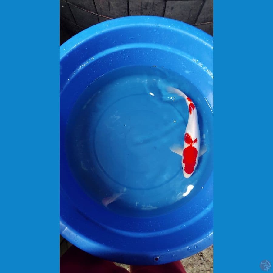 kohaku 37cm, Male
