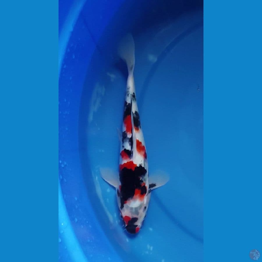 Showa 26 cm