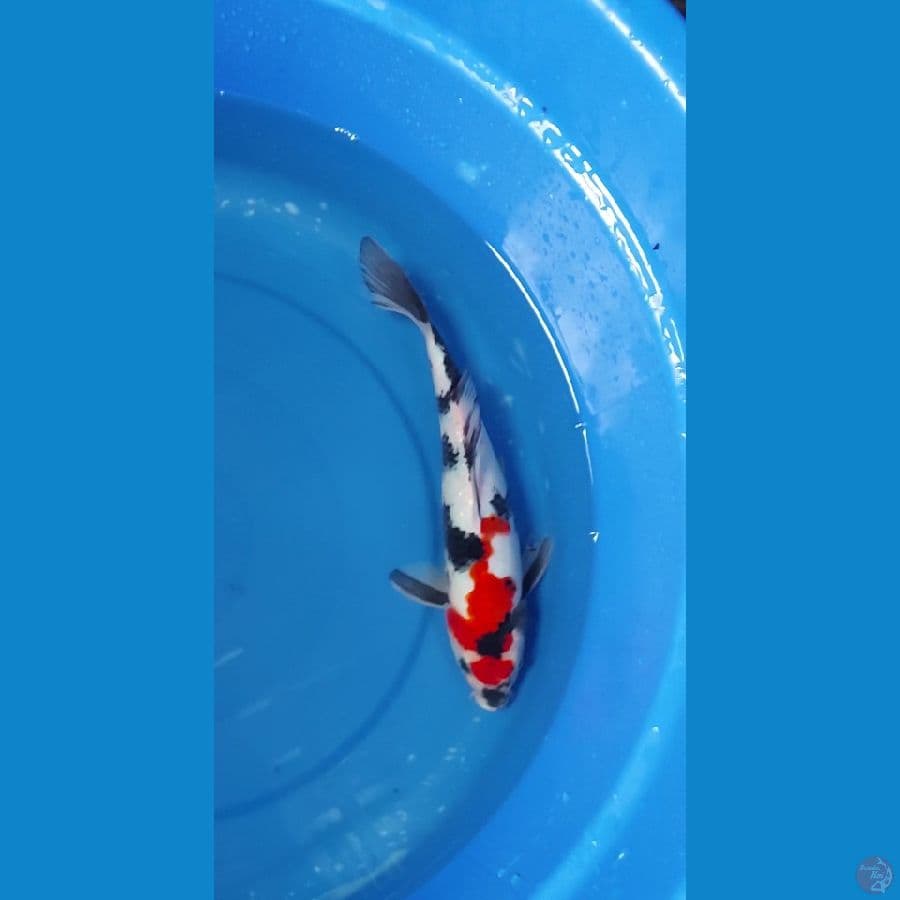 Showa 30 cm