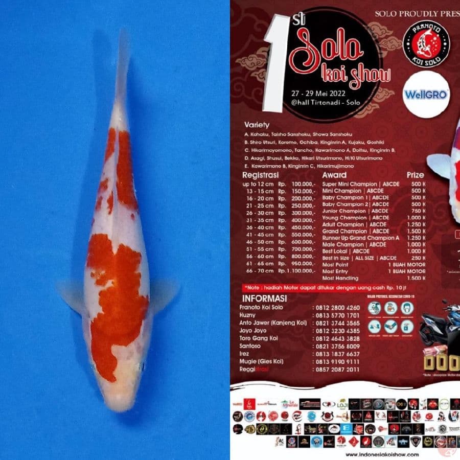 Kohaku 15cm