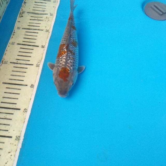 Uciba Gindrin 25Cm
