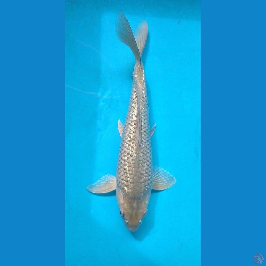 Soragoi Ginrin 35 Male