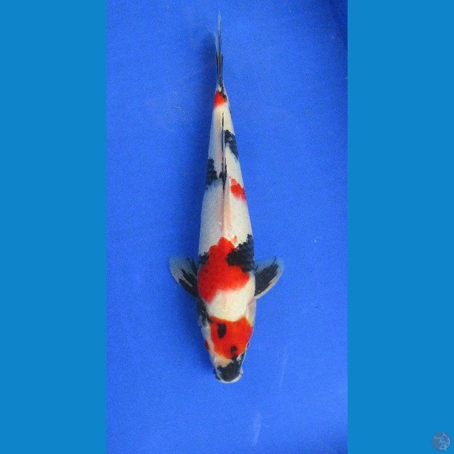 showa sansoku ±34cm