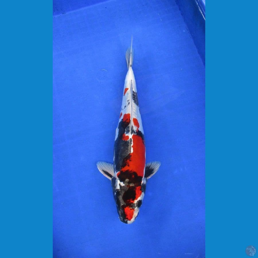 showa doitsu hikari ±34cm HQ