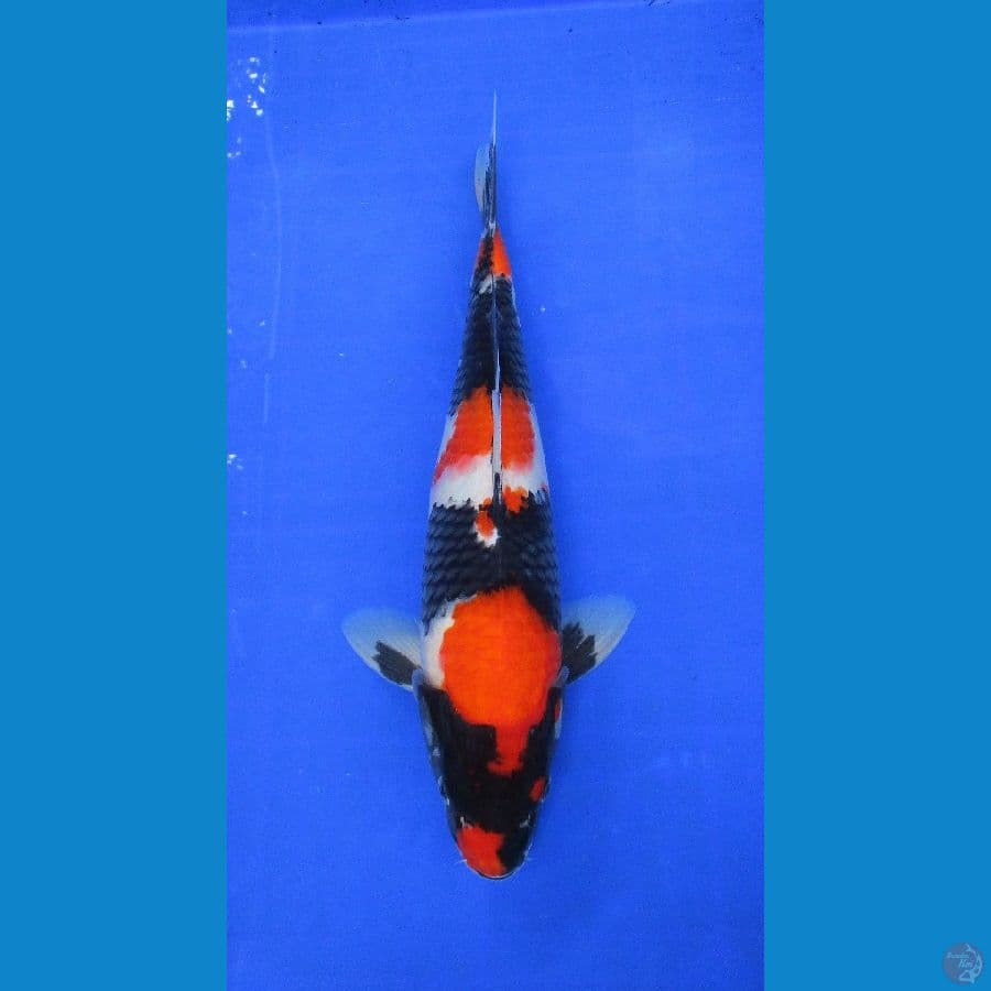 showa sansoku ±38cm stronge