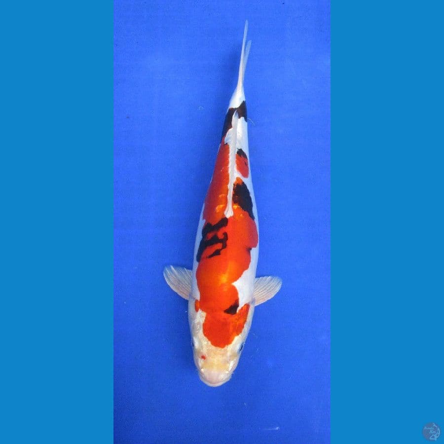 showa doitsu hikari ±38cm