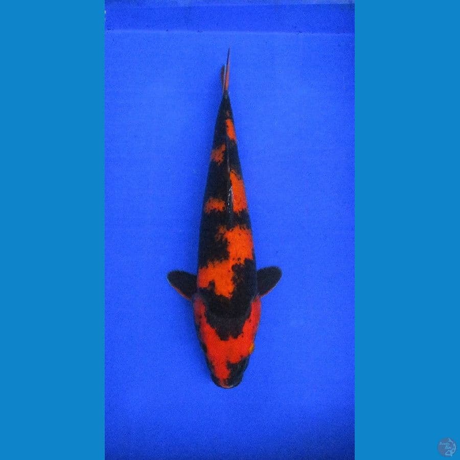 Hi Utsuri ±39cm