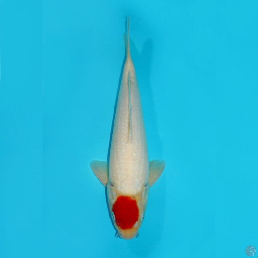 TANCHO KOHAKU, 33 CM