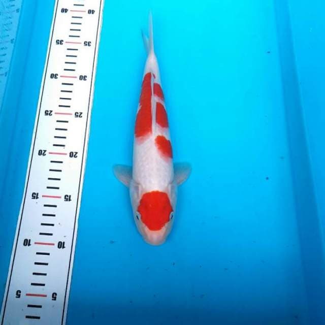 Maruten kohaku