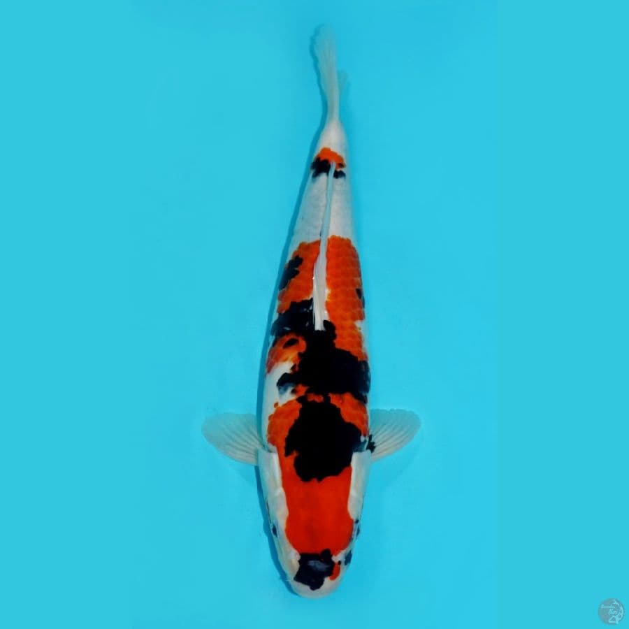 SHOWA HQ, 38 CM