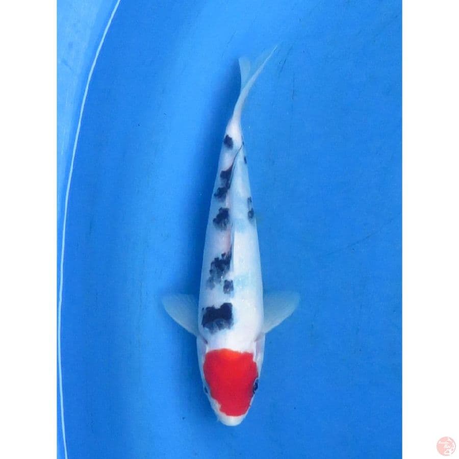 Tancho Sanke Ori - 20cm