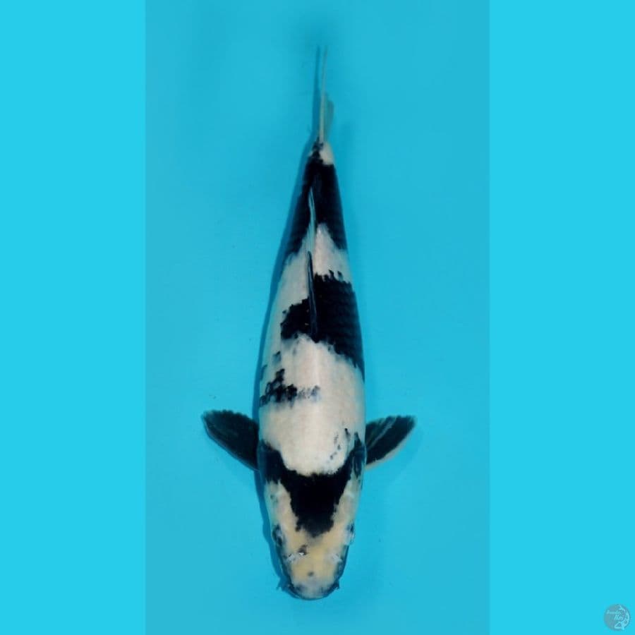 33 CM - SHIRO