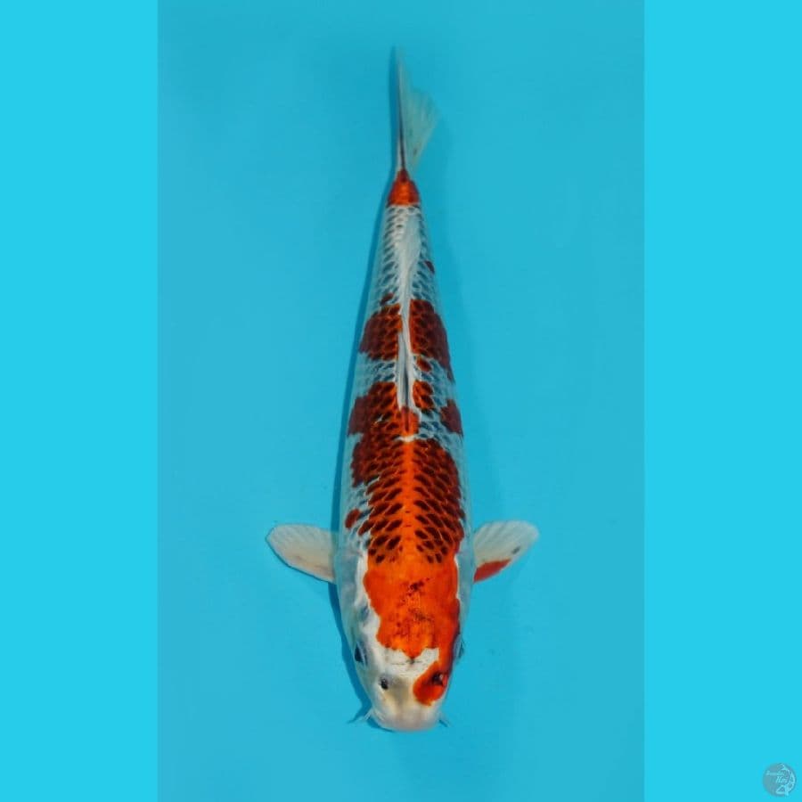 31 CM - KUJAKU