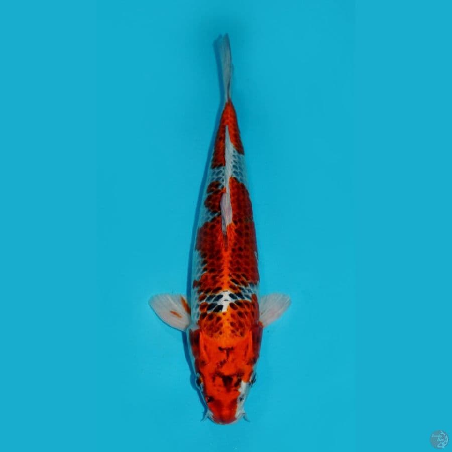 KUJAKU, 30 CM