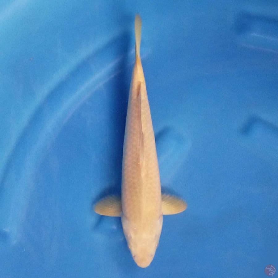 KARASHI KARAMEL 30cm