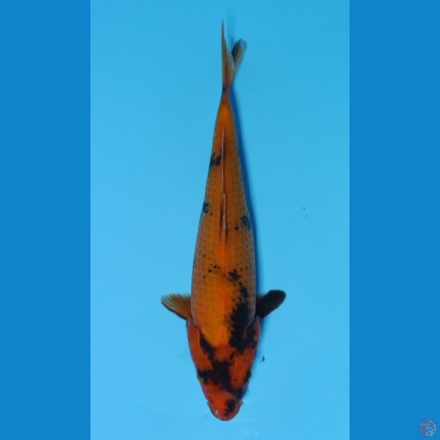 utsuri 27cm Female