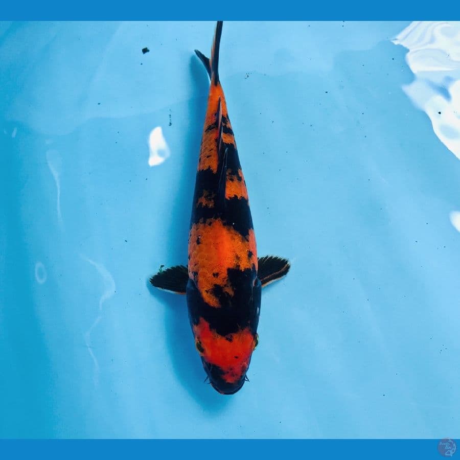 hi utsuri, 22 cm