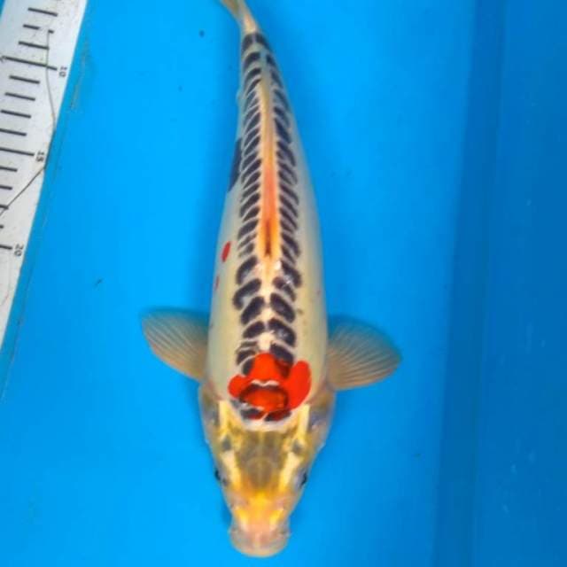 KUJAKU DOiTSU MAWaR MERAH 33 cm