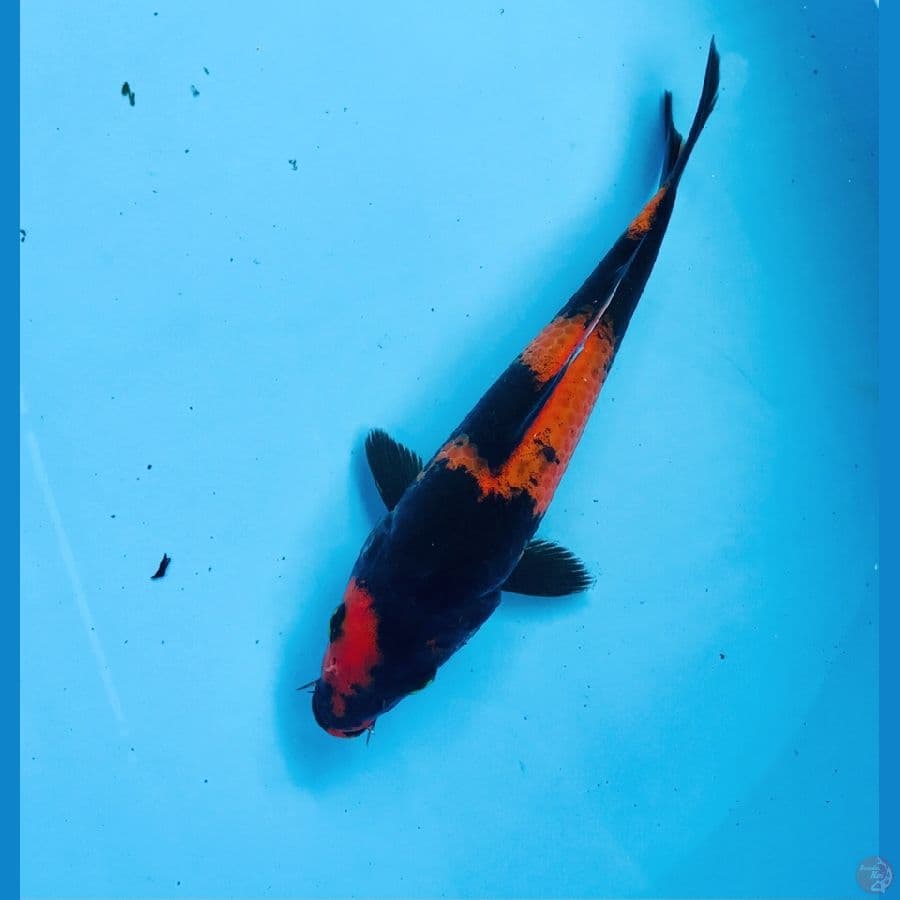 hi utsuri, 19 cm