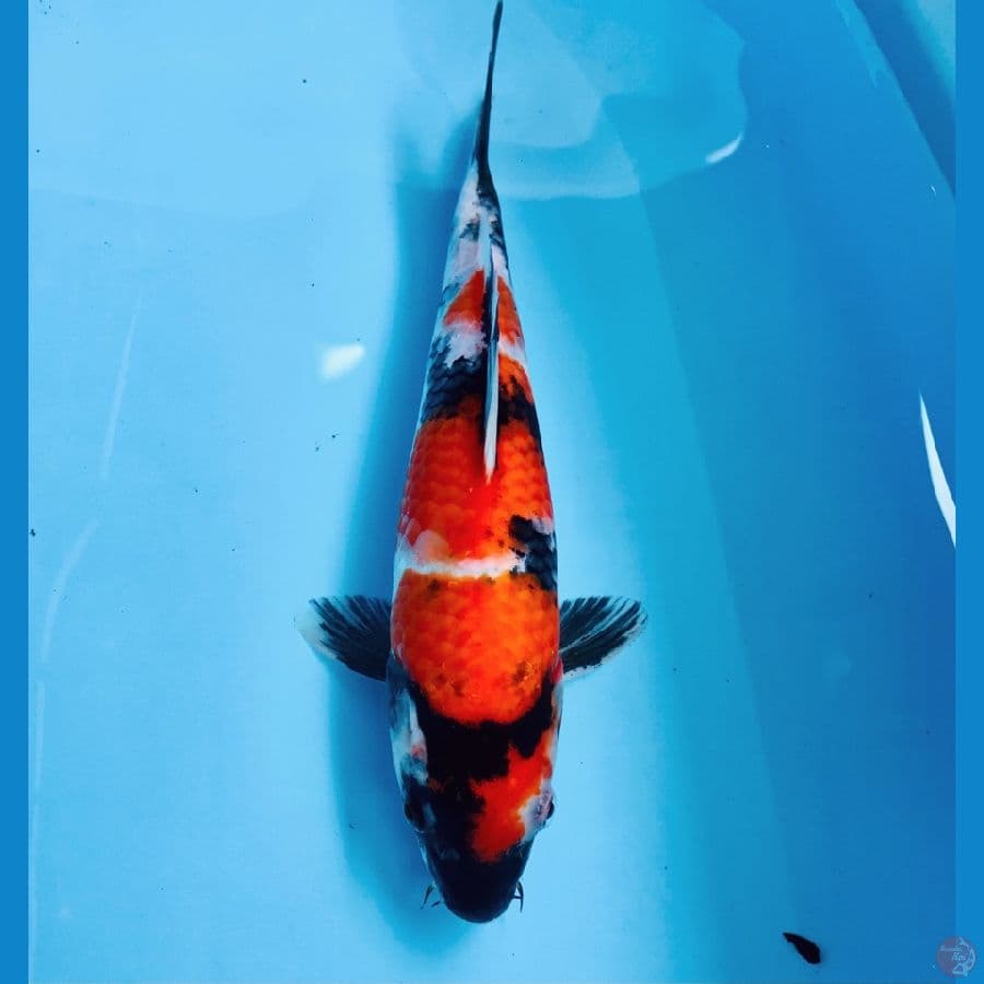 showa, 25 cm