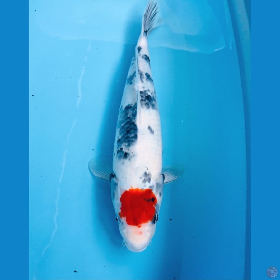 tancho showa, 38 cm