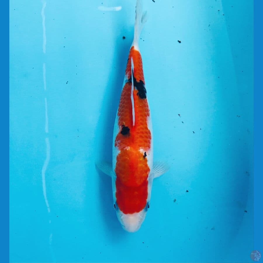 sanke, 25 cm