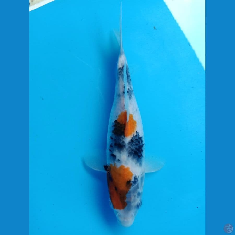 Showa 24cm