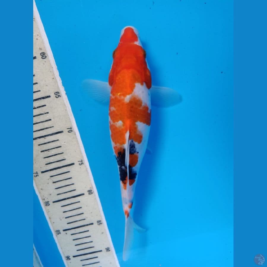 Showa 30cm